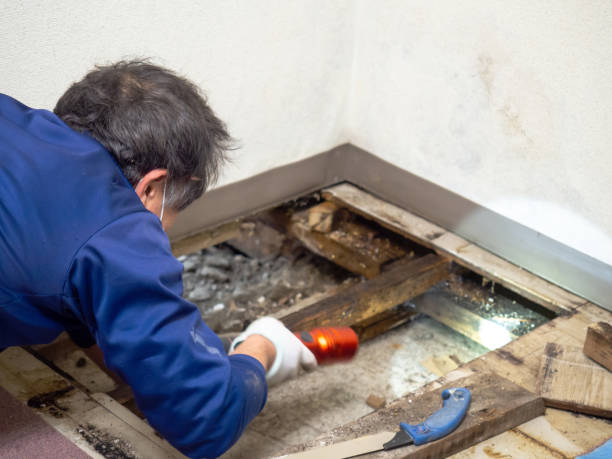Best Residential Mold Removal  in Ouray, CO