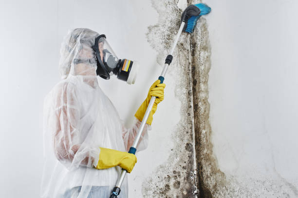 Best Mold Testing  in Ouray, CO