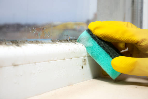 Best Black Mold Removal  in Ouray, CO