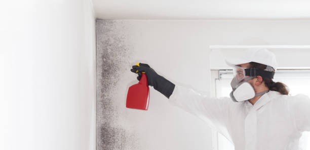 Best Home Mold Removal  in Ouray, CO