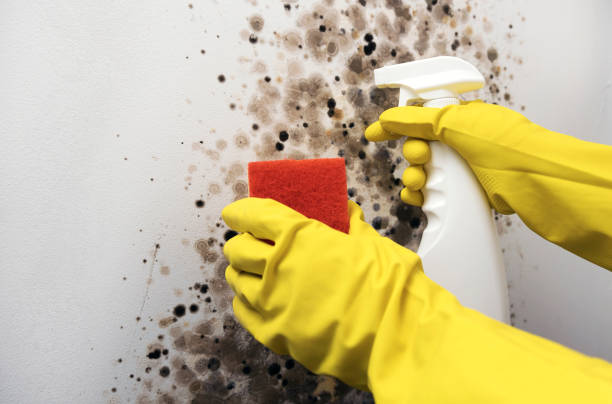 Best Certified Mold Removal  in Ouray, CO