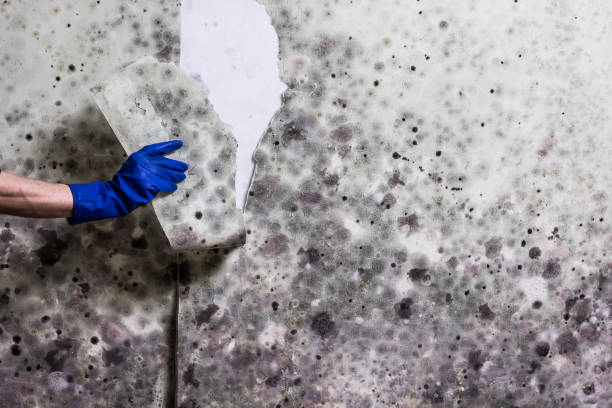 Best Crawl Space Mold Removal  in Ouray, CO